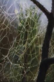 Attēlu rezultāti vaicājumam “Aranei”