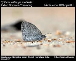 Attēlu rezultāti vaicājumam “Athelia pyriformis”