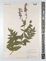 Attēlu rezultāti vaicājumam “Galega orientalis leaf”