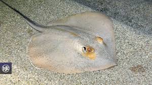 Image result for Dasyatis pastinaca