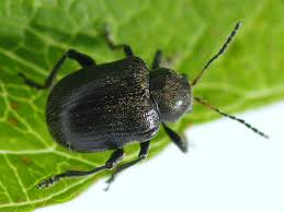 Attēlu rezultāti vaicājumam “Adoxus obscurus”