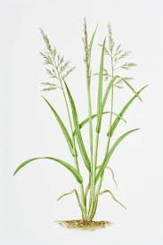 Attēlu rezultāti vaicājumam “Holcus lanatus”