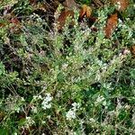 Attēlu rezultāti vaicājumam “Berteroa incana fruit”