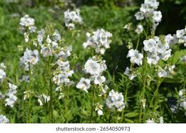 Image result for Polemonium coeruleum album