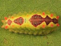 Attēlu rezultāti vaicājumam “Aphodius sp. imago”