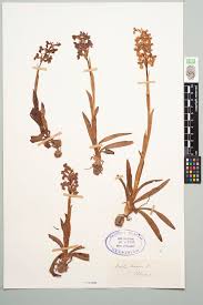 Attēlu rezultāti vaicājumam “Orchis morio”