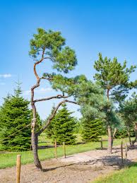 Attēlu rezultāti vaicājumam “Pinus sylvestris var. borussica”