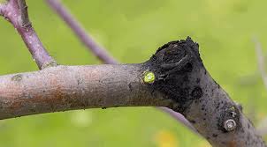 Attēlu rezultāti vaicājumam “Trichia botrytis var. cerifera macro”