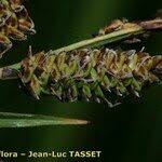 Attēlu rezultāti vaicājumam “Carex cespitosa flower”