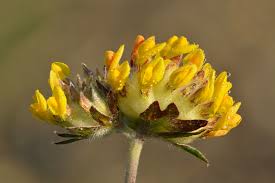 Image result for Anthyllis vulneraria rubra