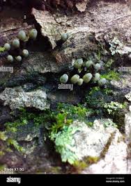 Attēlu rezultāti vaicājumam “Holwaya mucida”