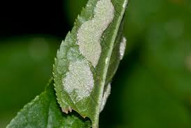 Attēlu rezultāti vaicājumam “Acalitus longisetosus”