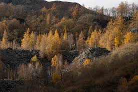 Attēlu rezultāti vaicājumam “Odontoschisma denudatum cells”