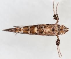 Attēlu rezultāti vaicājumam “Gracillaria syringella larva”