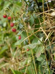 Image result for Fragaria vesca
