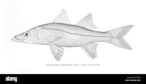 Image result for Centropomus undecimalis
