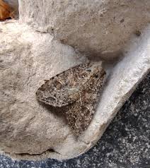 Attēlu rezultāti vaicājumam “Semioscopis avellanella imago”