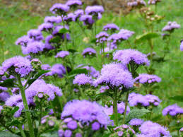 Image result for Ageratum houstonianum