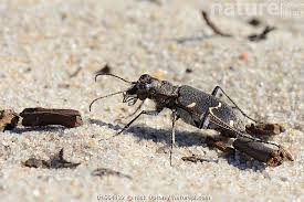 Attēlu rezultāti vaicājumam “Cicindela sylvatica”