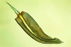 Attēlu rezultāti vaicājumam “Aulacomnium”