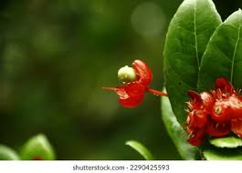 Attēlu rezultāti vaicājumam “Lonicera ferdinandii”