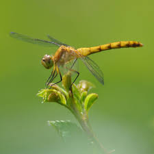 Attēlu rezultāti vaicājumam “Cordulidae”