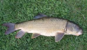 Image result for Cycleptus elongatus