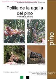 Attēlu rezultāti vaicājumam “Retinia resinella”