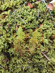 Attēlu rezultāti vaicājumam “Hypnum jutlandicum”