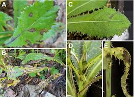 Attēlu rezultāti vaicājumam “Sonchus asper leaf”