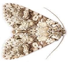 Attēlu rezultāti vaicājumam “Polia nebulosa”