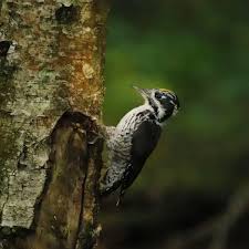Attēlu rezultāti vaicājumam “Picoides tridactylus adult”
