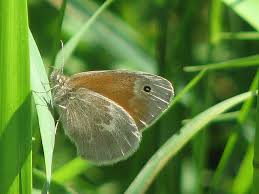 Attēlu rezultāti vaicājumam “Coenonympha tullia underside”