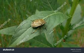 Attēlu rezultāti vaicājumam “Chlorochroa pinicola”