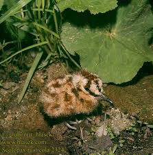Attēlu rezultāti vaicājumam “Scolopax rusticola juvenile”