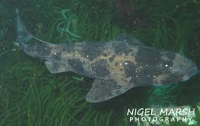 Image result for Cephaloscyllium laticeps