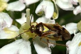 Attēlu rezultāti vaicājumam “Orthops basalis”
