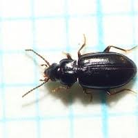 Attēlu rezultāti vaicājumam “Tachyta nana”