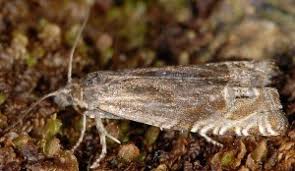 Attēlu rezultāti vaicājumam “Eucosma aspidiscana”