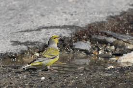 Image result for Carduelis citrinella