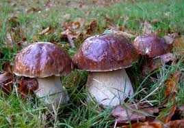 Attēlu rezultāti vaicājumam “Boletus edulis”