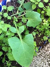 Attēlu rezultāti vaicājumam “Mycelis muralis leaf”