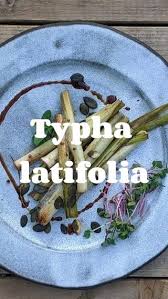 Attēlu rezultāti vaicājumam “Typha latifolia fruit”