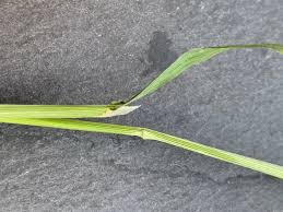 Attēlu rezultāti vaicājumam “Poa trivialis leaf”