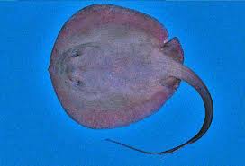 Image result for Styracura pacifica