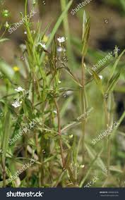 Attēlu rezultāti vaicājumam “Veronica scutellata flower”