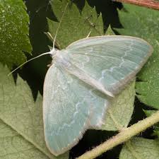 Attēlu rezultāti vaicājumam “Jodis putata”