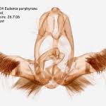 Attēlu rezultāti vaicājumam “Eudemis porphyrana”