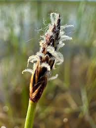 Attēlu rezultāti vaicājumam “Eleocharis uniglumis”