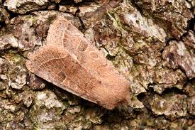 Attēlu rezultāti vaicājumam “Orthosia cerasi”